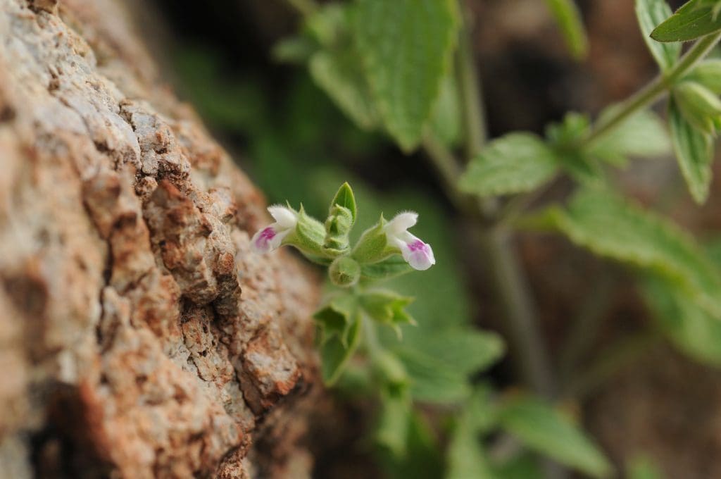 Efeçayı: İzmir’in yeni endemik bitkisi