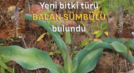 Muğla Balan Dağı’nda yeni bir sümbül türü keşfedildi