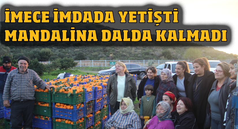 İmece imdada yetişti mandalina dalda kalmadı