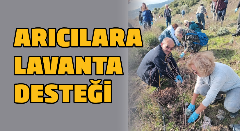 Arıcılara lavanta desteği