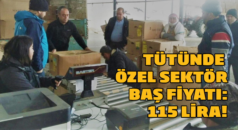 Tütünde özel sektör baş fiyatı: 115 Lira