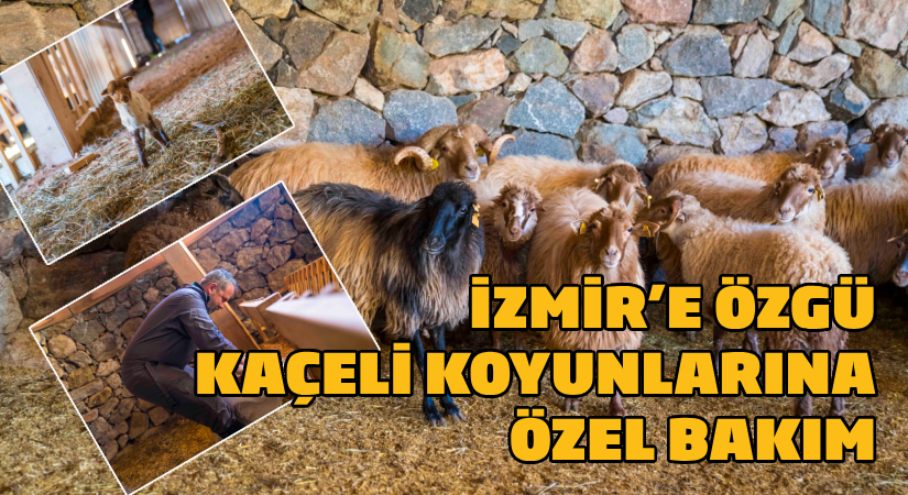 Kaçeli koyunlarının yeni evi Olivelo Yaşayan Parkı