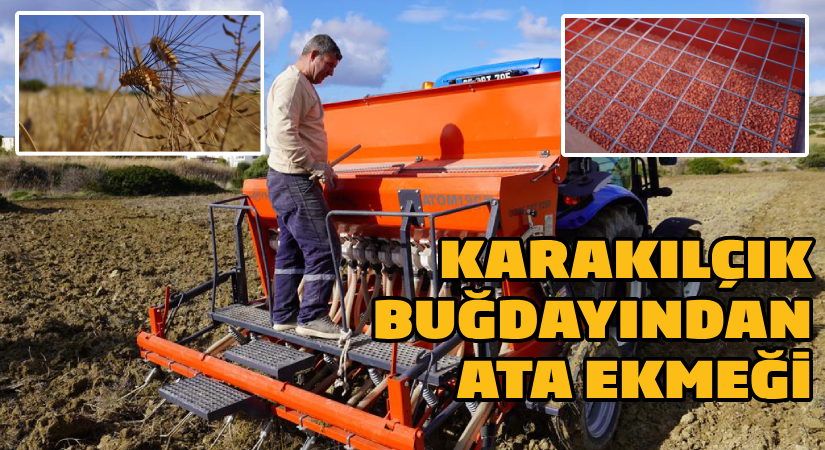 Karakılçık buğdayından Ata Ekmeği