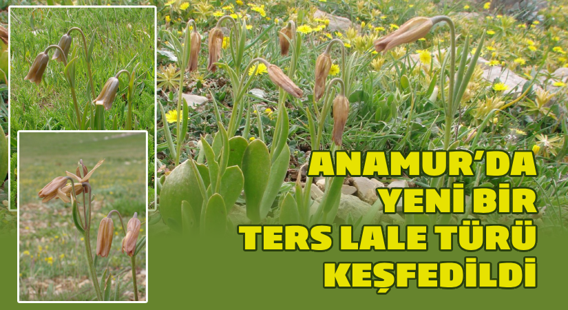 Anamur’da yeni bir ters lale türü keşfedildi