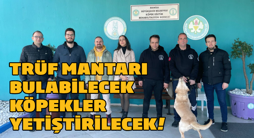 Trüf mantarı bulacak köpekler yetiştirilecek!