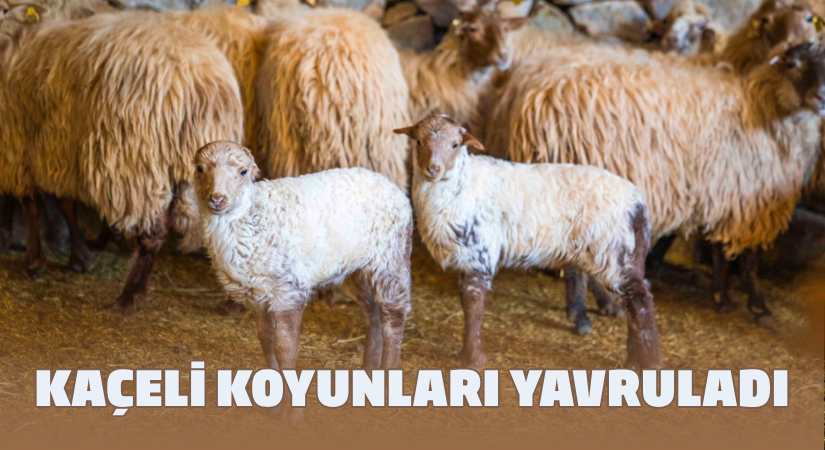Kaçeli koyunlarının ilk yavruları Olivelo’da gözlerini açtı