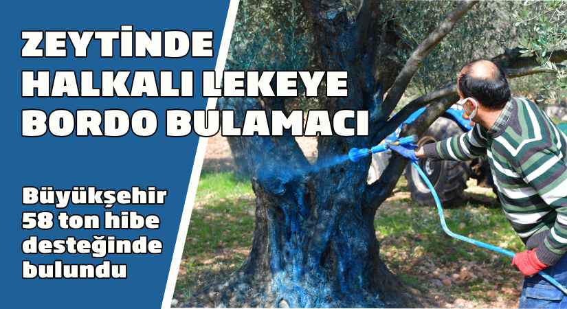 Büyükşehir’den üreticiye 58 ton hibe desteği  Zeytinde ‘Halkalı leke’ye “Bordo Bulamacı”