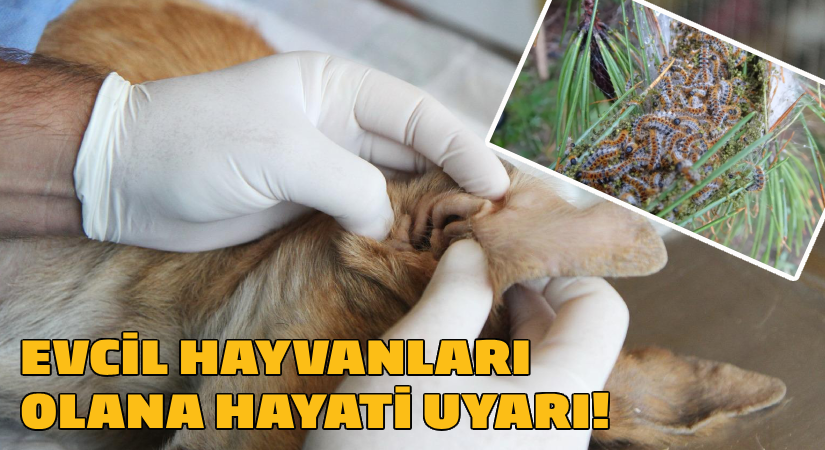 Evcil hayvanları olanlara hayati uyarı!