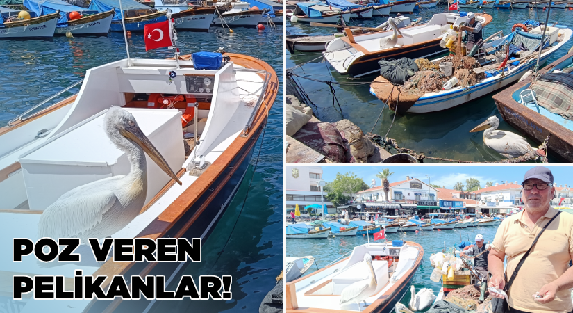 Foça’da pelikanlar, vatandaşla dost, balıkçıyla arkadaş