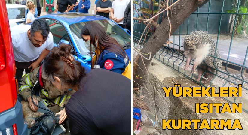 Yürekleri ısıtan kurtarma