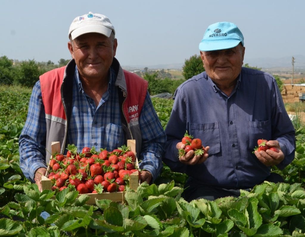 Köprübaşı çileği rağbet görüyor