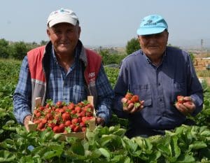 Köprübaşı çileği rağbet görüyor