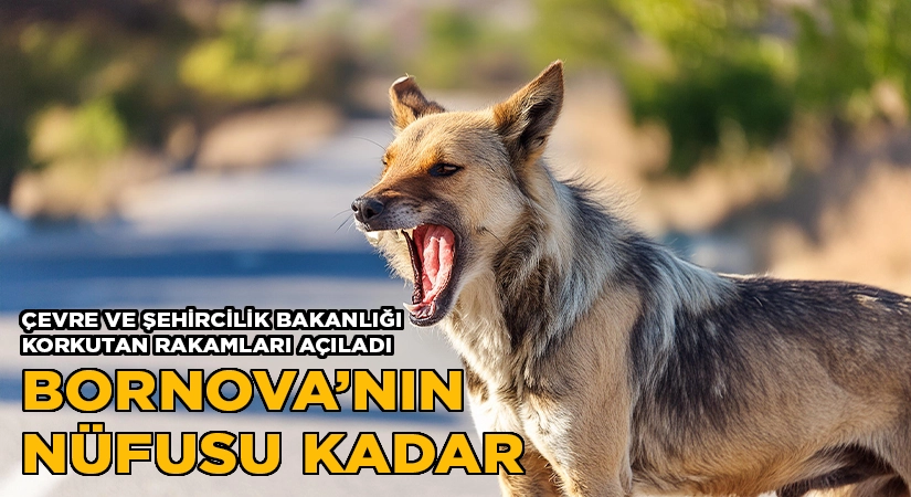 Başıboş köpek sayısında korkutan rakam