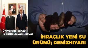 Su ürünleri yetiştiricilik sektörüne yeni bir tür; Denizhıyarı