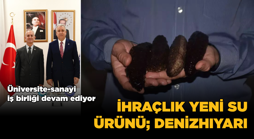 Su ürünleri yetiştiricilik sektörüne yeni bir tür; Denizhıyarı