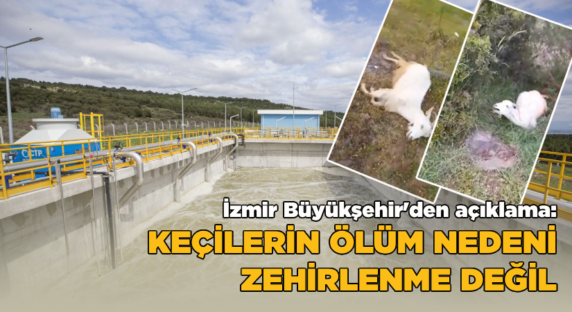 İBB’den açıklama  “Keçilerin ölüm nedeni zehirlenme değil”