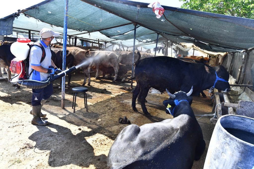 Kurban satış yerleri ilaçlanıyor