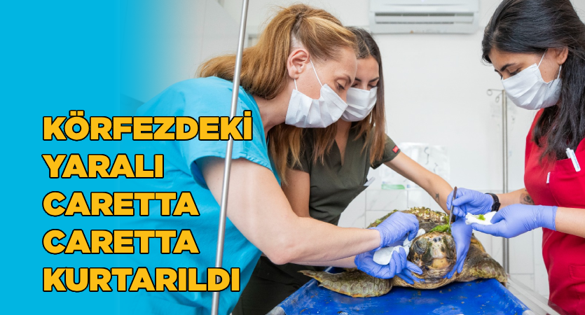 Körfez’deki yaralı Caretta caretta kurtarıldı