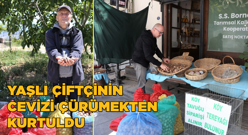 Yaşlı çiftçinin cevizi çürümekten kurtuldu