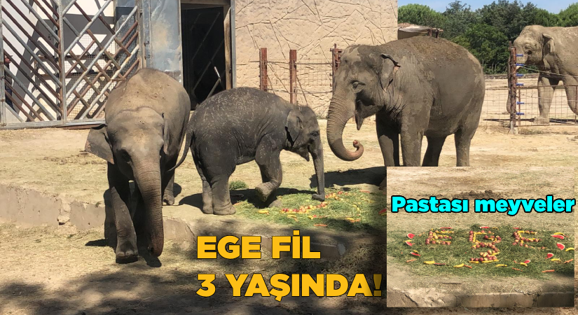 Ege Fil 3 yaşında! Pastası meyveler