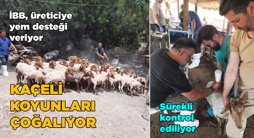 İBB yem desteği veriyor-Kaçeli koyunları artıyor
