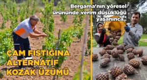 Çam Fıstığına alternatif Kozak Üzümü