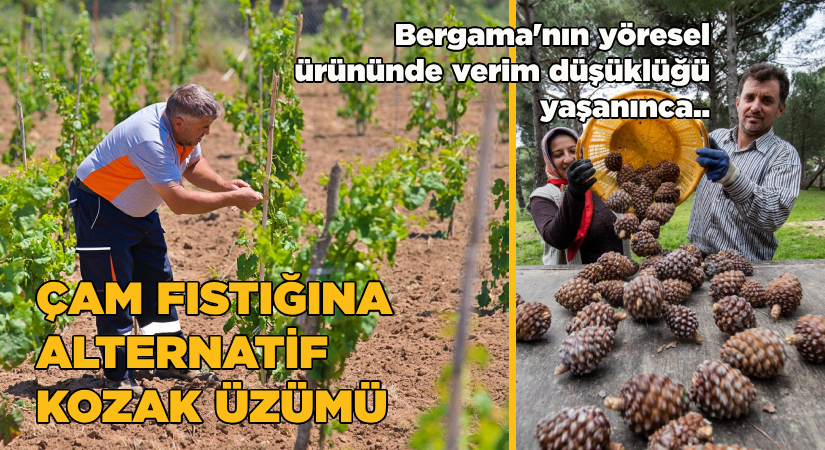 Çam Fıstığına alternatif Kozak Üzümü