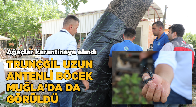 Muğla’da İlk Defa Görülen Turunçgil Uzun Antenli Böceği ile Mücadele