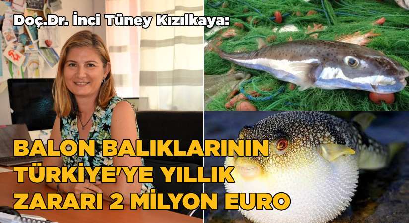 “Balon Balıklarının Türkiye’ye Yıllık Zararı 2 Milyon Euro”