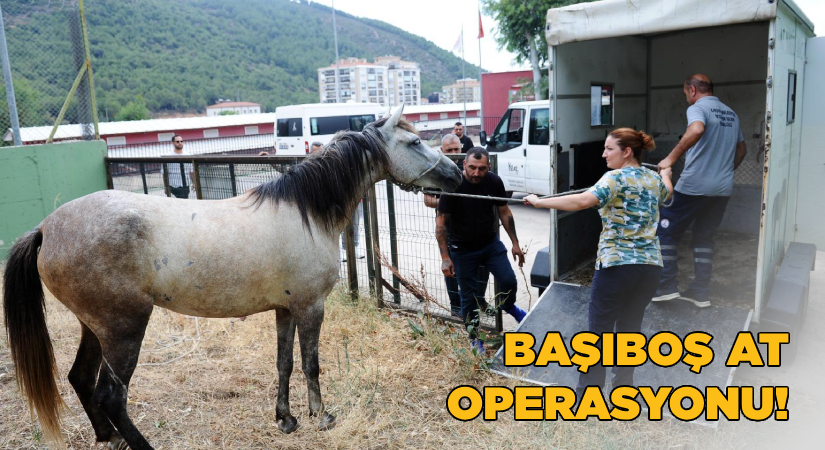 Karşıyaka’da başıboş at operasyonu