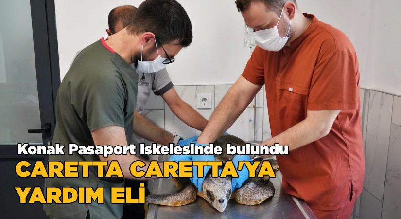 Körfez’deki yaralı Caretta carettaya yardım eli