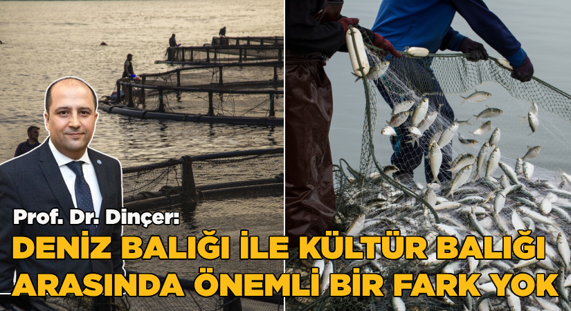 Prof. Dr. Dinçer, “Deniz balığı ile kültür balığı arasında bir fark yok”