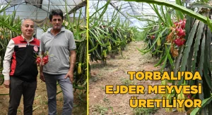 Torbalı’da Ejder meyvesi yetiştiriyor
