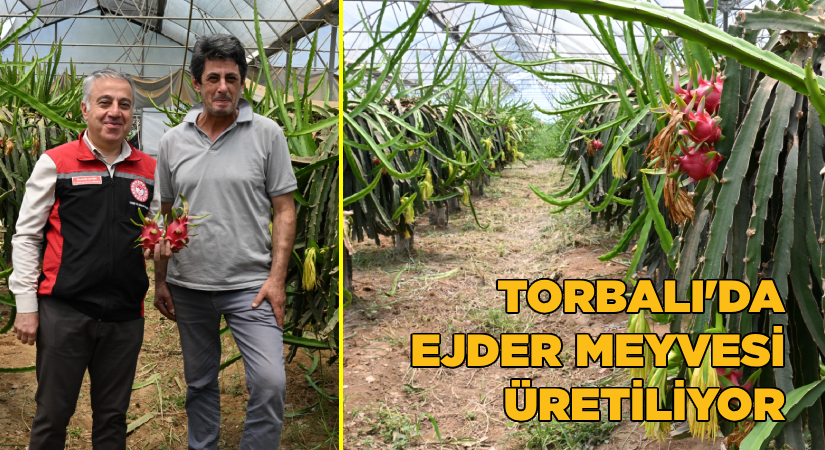 Torbalı’da Ejder meyvesi yetiştiriyor