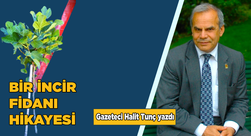 Bir incir fidanı hikayesi