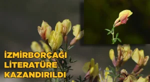“İzmirborçağı” literatüre kazandırıldı