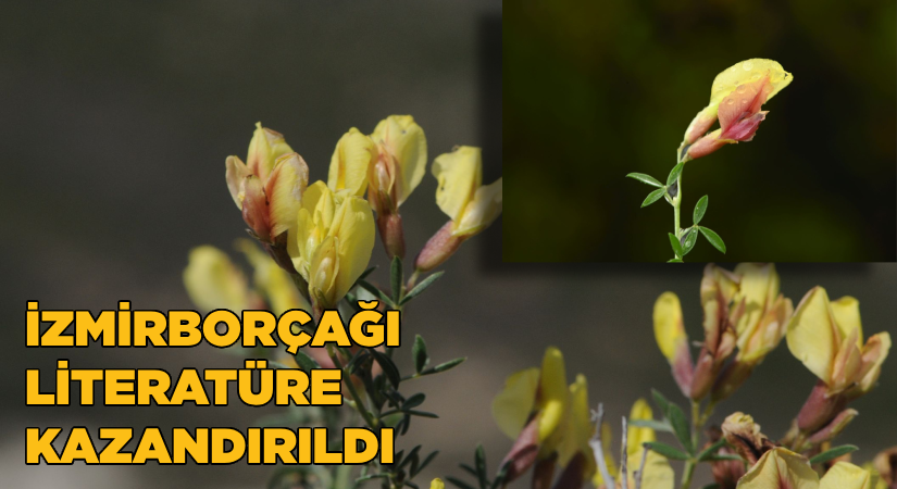 “İzmirborçağı” literatüre kazandırıldı