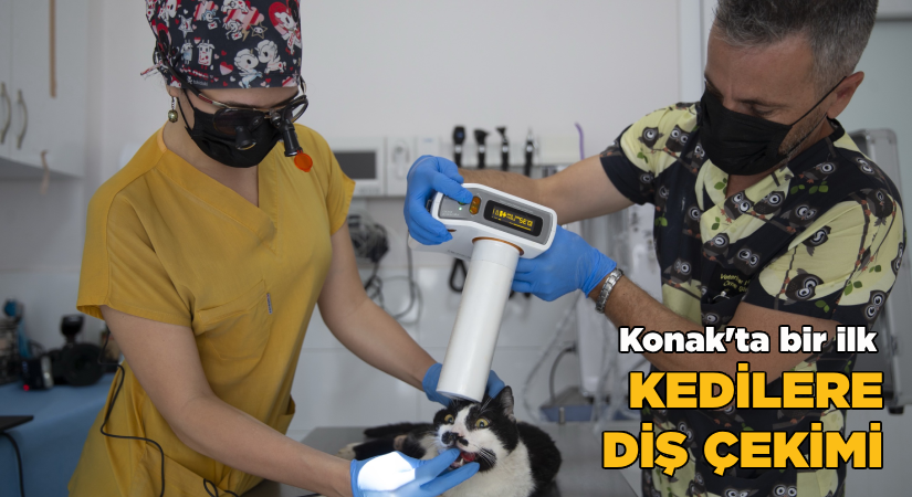 Konak’ta bir ilk: Kedilere diş çekimi!