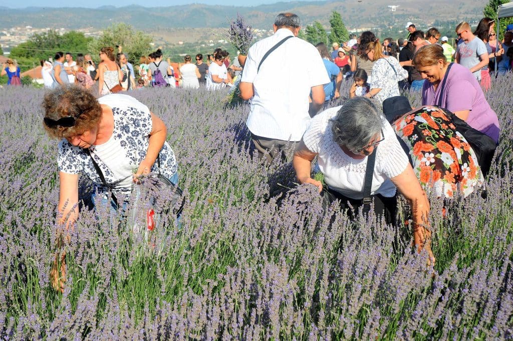 Seferihisar’da lavanta hasadı