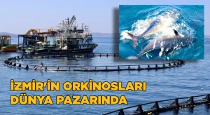 İzmir’in orkinosları dünya pazarında