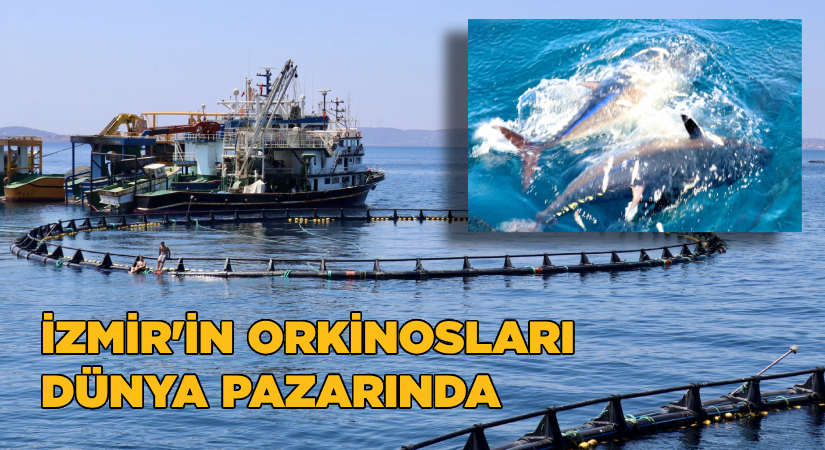 İzmir’in orkinosları dünya pazarında