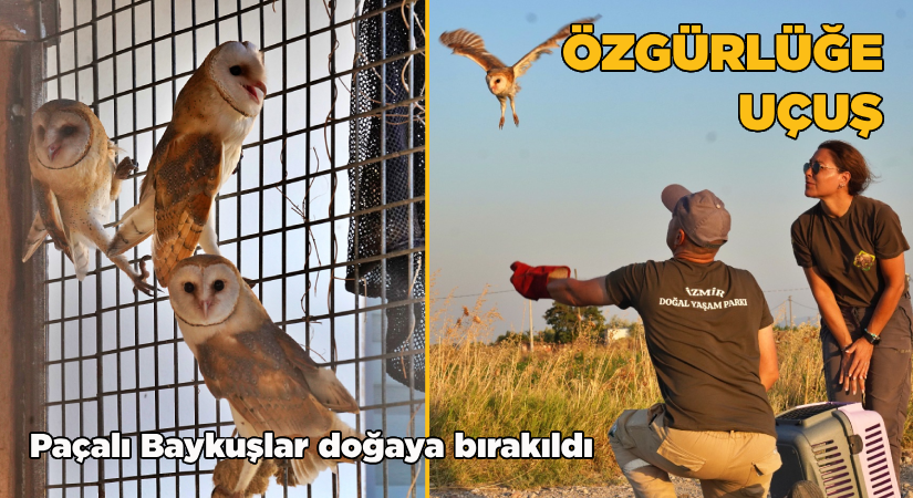 Peçeli baykuşlar doğaya bırakıldı