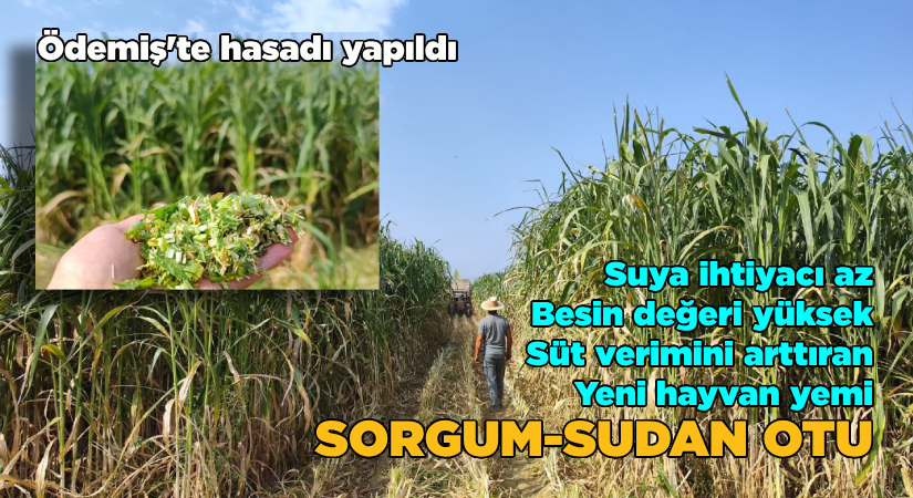 İzmir’de Sorgum-Sudan Otu Hasadı Başladı