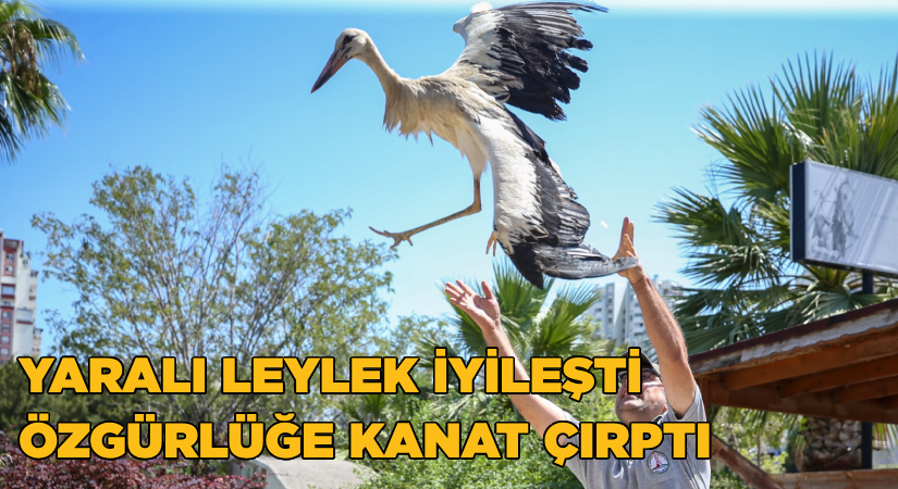 Yaralı leylek iyileşti, özgürlüğe kanat çırptı
