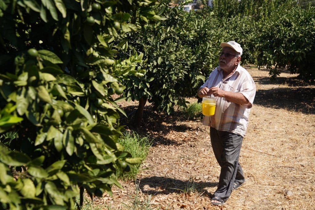 Meyve sinekleri için yakalama tuzakları dağıtıldı