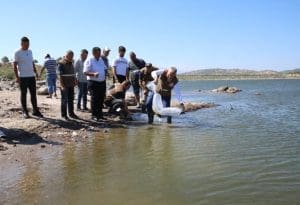 Demirci’de 5 sulama göletine 75 bin yavru sazan bırakıldı