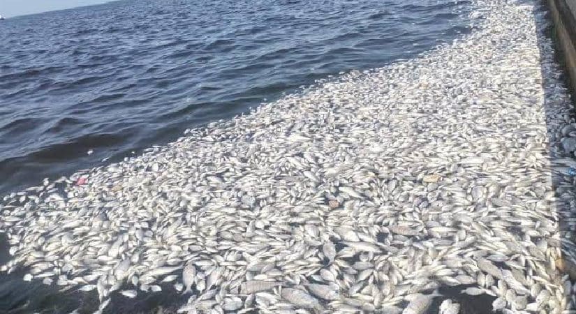 Körfezde balık ölümleri araştırılıyor!