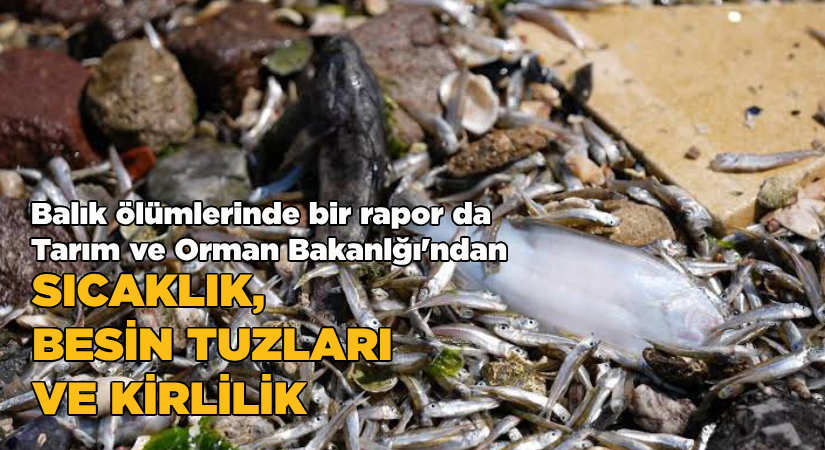 Balık ölümleri raporu; Sıcaklık, besin tuzları ve kirlilik