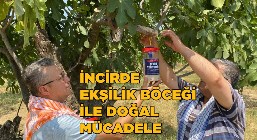 İncirde ekşilik böceği ile doğal mücadele