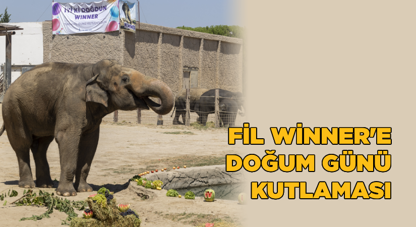 Fil Winner’e doğum günü kutlaması